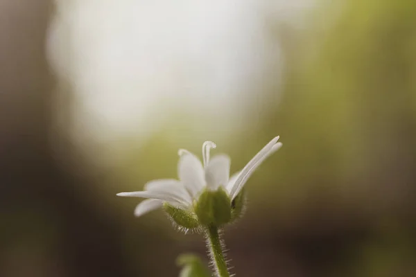 숲에서 자란다 매크로 들꽃의 — 스톡 사진