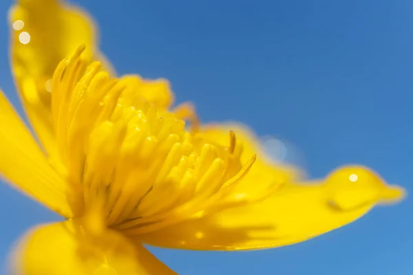 Gul Vild Blomma Närbild Detaljerad Makro Foto Sommaren Pulserande Blommig — Stockfoto