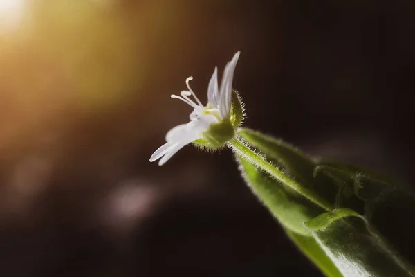 Eine Kleine Weiße Blume Wächst Einem Wald Detailliertes Makrofoto Das — Stockfoto