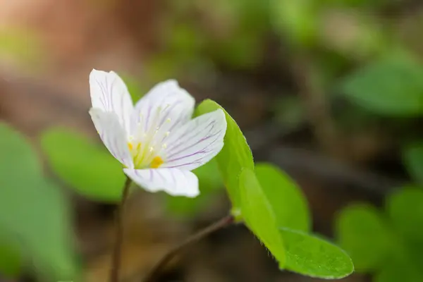 숲에서 자란다 매크로 들꽃의 — 스톡 사진