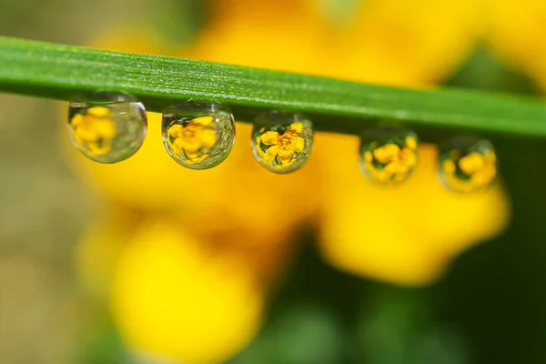 Gula Små Vilda Blommor Reflekteras Vattendroppar Ett Grönt Grässtrå Sommaren — Stockfoto