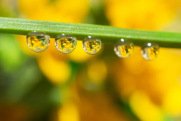 Gula Små Vilda Blommor Reflekteras Vattendroppar Ett Grönt Grässtrå Sommaren — Stockfoto