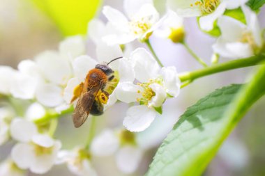 Çiçek açan kiraz kuşunun yakın çekimi. Yabanarısı çiçeklerin yanında uçar. Ayrıntılı makro fotoğraf. Güzel beyaz çiçekler. Kartpostallar için harika bir görüntü. Bahar, yaz, çiçek konsepti.
