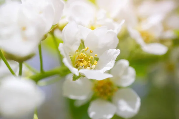 Cereza Pájaro Floreciente Primer Plano Foto Macro Detallada Hermosas Flores —  Fotos de Stock