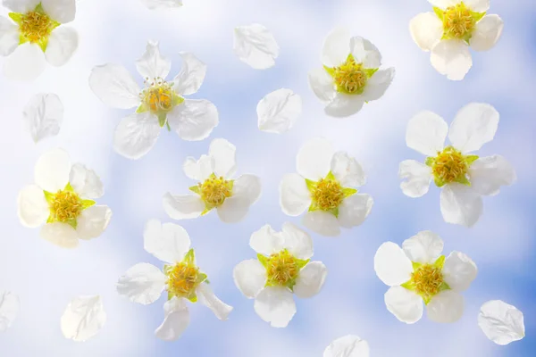 Gökyüzüne Karşı Cama Yakın Çiçek Açan Kiraz Güzel Beyaz Çiçekler — Stok fotoğraf
