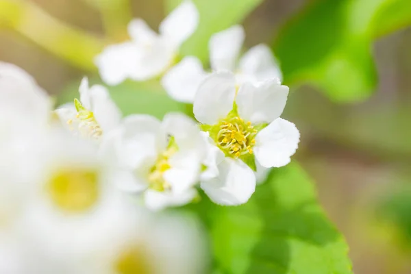 Blühende Vogelkirsche Aus Nächster Nähe Detailliertes Makrofoto Schöne Weiße Blumen — Stockfoto