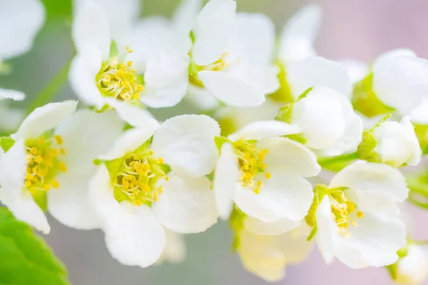Blooming Bird Cherry Close Detailed Macro Photo Beautiful White Flowers — Stock Photo, Image