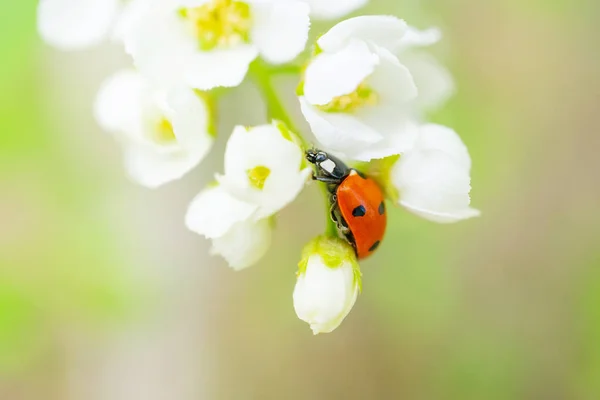 Çiçek Açan Kiraz Kuşunun Yakın Çekimi Bir Uğur Böceği Çiçeklerden — Stok fotoğraf