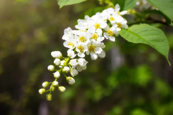 Cereza Pájaro Floreciente Primer Plano Hermosas Flores Blancas Gran Imagen —  Fotos de Stock