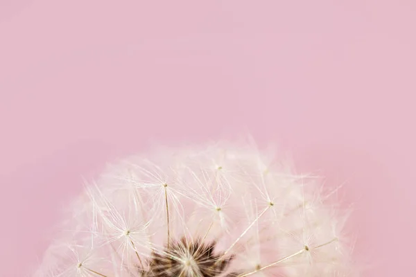 Dandelion Seeds Close Detailed Macro Photo Abstract Image Pink Background — Stock Photo, Image