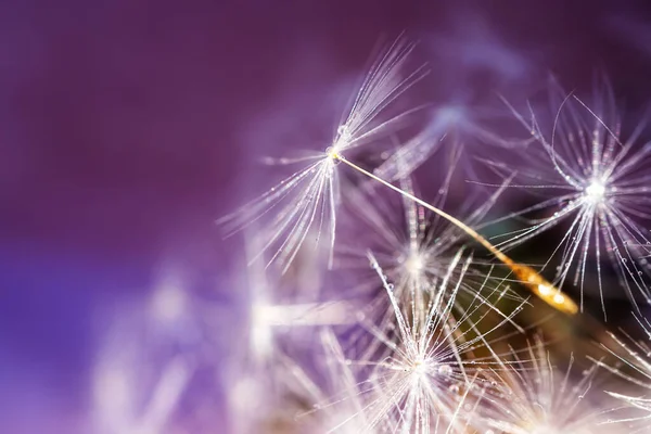 Dandelion Seeds Close Detailed Macro Photo Abstract Image Purple Background — Stock Photo, Image