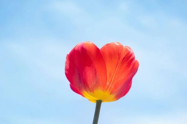 Red Tulip Background Bright Blue Sky Light Clouds Concept Summer — Stock Photo, Image