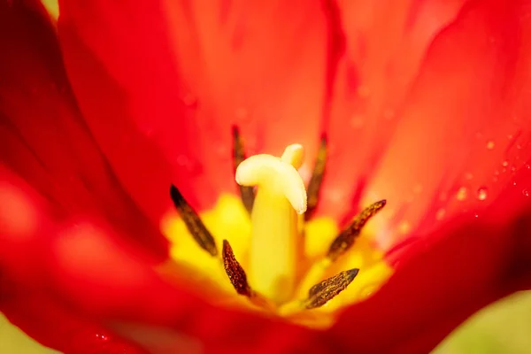 Stamens Pestle Červený Tulipán Zblízka Podrobná Makro Fotografie Koncept Svátků — Stock fotografie