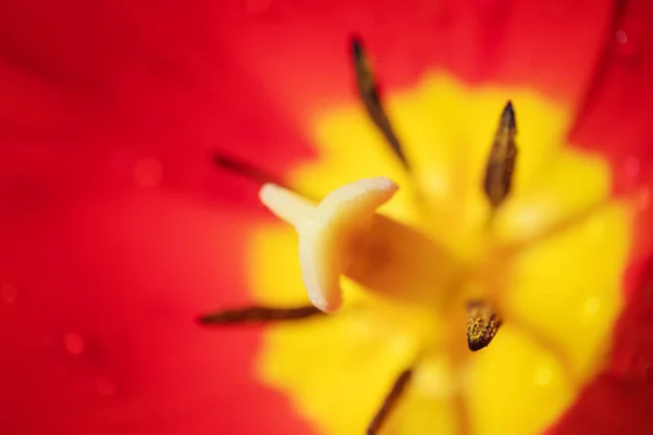 Des Étamines Des Pilons Gros Plan Sur Tulipe Rouge Photo — Photo