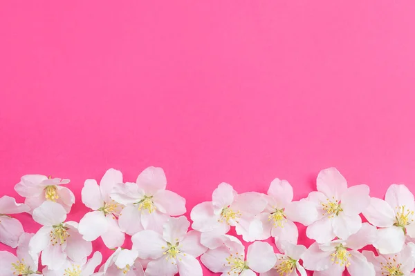 Fleurs Blanches Sur Fond Rose Vif Concept Printemps Été Floraison — Photo