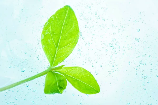 Närbild Prov Kosmetiska Genomskinlig Gel Toppen Färska Gröna Blad Begreppet — Stockfoto