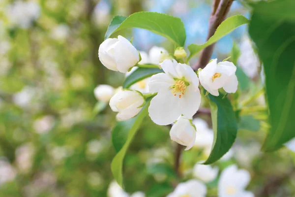 Flores Blancas Manzanos Florecen Una Rama Primer Plano Concepto Primavera —  Fotos de Stock