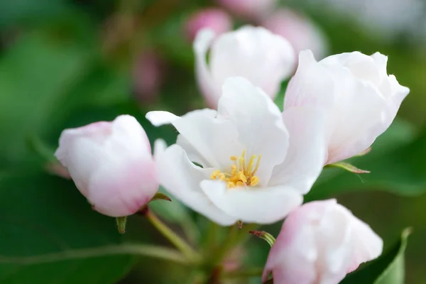 Flores Blanco Rosadas Manzanos Florecen Una Rama Primer Plano Concepto —  Fotos de Stock