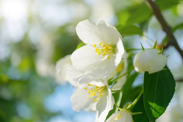 Flores Blancas Manzanos Florecen Una Rama Primer Plano Concepto Primavera —  Fotos de Stock