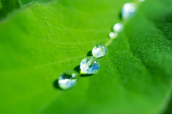 Färska Gröna Blad Med Droppe Vatten Efter Regn Detaljerat Makrofoto — Stockfoto