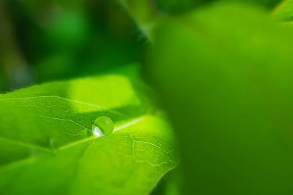 Färska Gröna Blad Med Droppe Vatten Efter Regn Detaljerat Makrofoto — Stockfoto