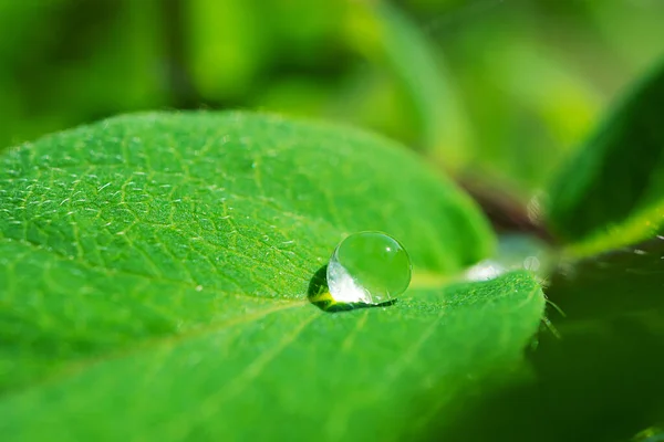 Färska Gröna Blad Med Droppe Vatten Efter Regn Detaljerat Makrofoto — Stockfoto