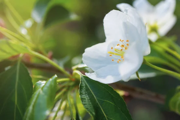 Flores Blancas Manzanos Florecen Una Rama Primer Plano Concepto Primavera —  Fotos de Stock