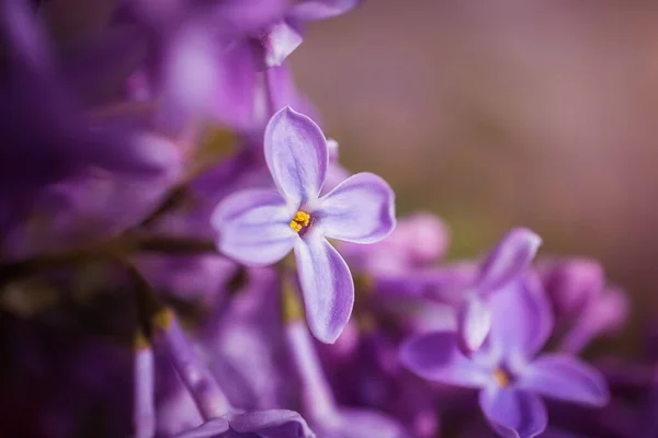 Kwiaty Lilii Zbliżenie Szczegółowe Zdjęcie Makro Miękkie Skupienie Koncepcja Kwitnienia — Zdjęcie stockowe