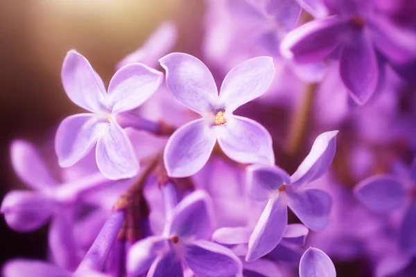 Flores Lilás Close Foto Macro Detalhada Foco Suave Conceito Floração — Fotografia de Stock