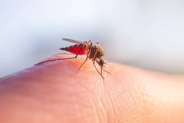 Sivrisinek insan derisi üzerinde kan yer. Bahar ve yaz aylarında sık rastlanan kan emici böcek kavramı. Makro fotoğraf.
