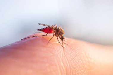 Mosquito eats blood on human skin. The concept of blood-sucking insects common in spring and summer. Macro photo. clipart