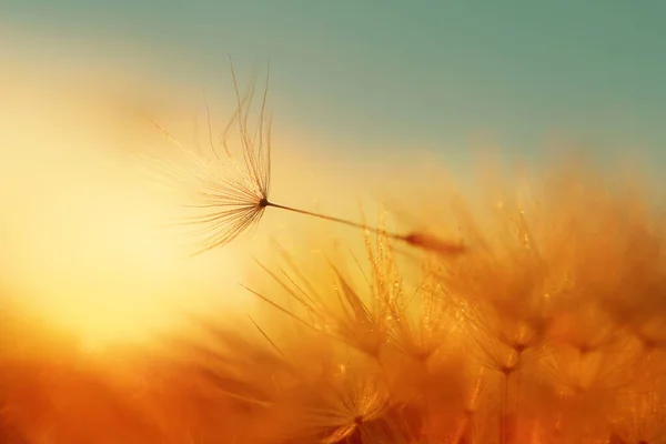 Семя Одуванчика Упало Цветка Красивые Цвета Заходящего Солнца Авторское Пространство — стоковое фото