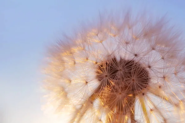 Paardenbloem Tegen Hemel Bij Zonsondergang Copispace Gedetailleerde Macro Foto — Stockfoto