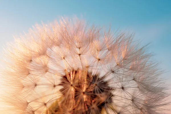 Paardenbloem Tegen Hemel Bij Zonsondergang Copispace Gedetailleerde Macro Foto — Stockfoto