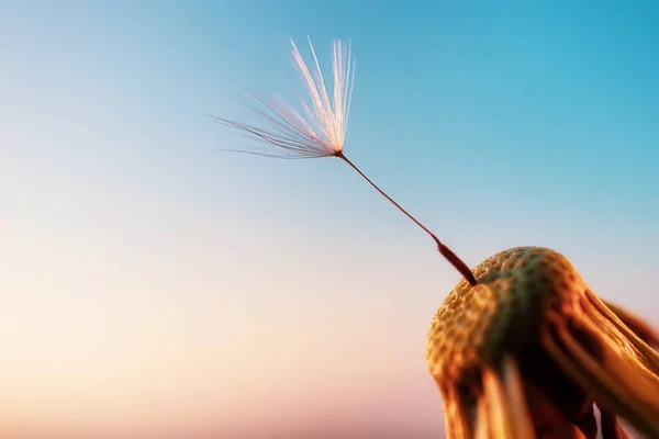 Una Semilla Diente León Una Flor Contra Cielo Atardecer Concepto — Foto de Stock