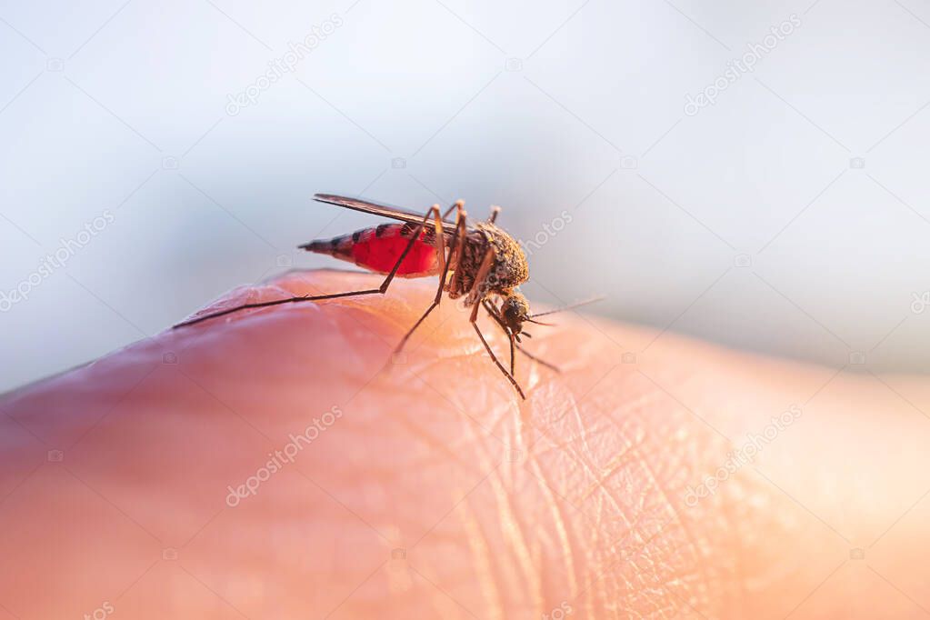 Mosquito eats blood on human skin. The concept of blood-sucking insects common in spring and summer. Macro photo.