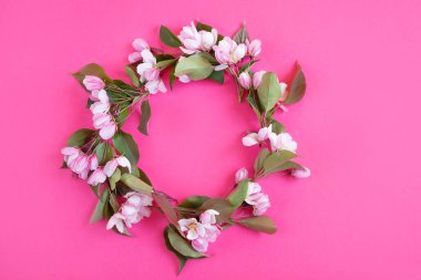 Beyaz pembe çiçekler parlak pembe bir arka planda daire şeklinde serilmiş. Bahar, yaz, çiçek açma, tatil, tatil. Pankart için resim, kartpostallar. Kopyalama alanı.