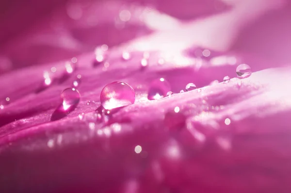 Drops Water Pink Petals Peony Bright Beautiful Detailed Macro Photo — Stock Photo, Image
