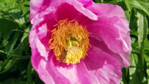 雄しべは牡丹の花に座り 蜜を食べる 晴れた日だ 夏の昆虫 — ストック動画