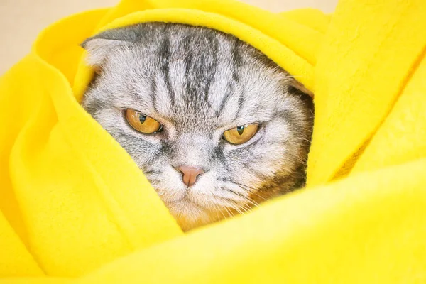 Eine Schläfrige Düstere Unzufriedene Graue Schottische Faltenkatze Mit Gelben Augen — Stockfoto