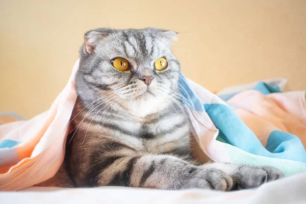 Lindo Divertido Gris Escocés Plegable Gato Con Amarillo Ojos Encuentra — Foto de Stock