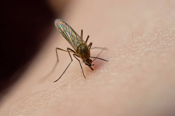 Mosquito Come Sangre Piel Humana Concepto Insectos Chupadores Sangre Común —  Fotos de Stock