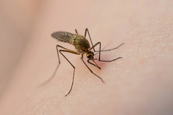 Mücke Frisst Blut Auf Der Menschlichen Haut Das Frühjahr Und — Stockfoto