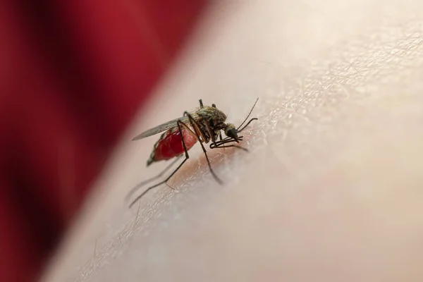 Szúnyog Vért Eszik Emberi Bőrön Vérszívó Rovarok Koncepciója Gyakori Tavasszal — Stock Fotó
