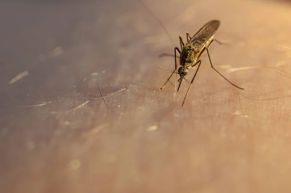 Mosquito Come Sangre Piel Humana Concepto Insectos Chupadores Sangre Común —  Fotos de Stock