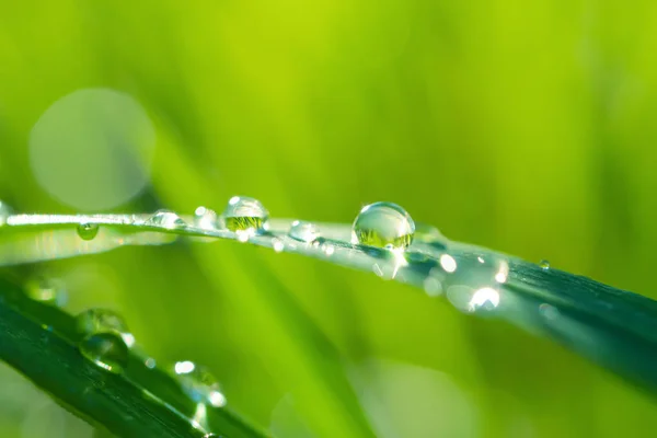 Närbild Grönt Färskt Grässtrå Detaljerad Makro Foto Sommar Bakgrund Bild — Stockfoto