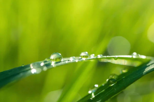 Närbild Grönt Färskt Grässtrå Detaljerad Makro Foto Sommar Bakgrund Bild — Stockfoto