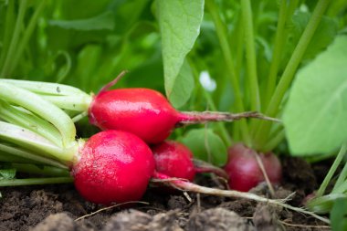 Bahçede taze turp hasadı. Sebze yetiştirme, eko-ürün, sebze yetiştirme, sağlıklı beslenme kavramı. Vegan kavramı.