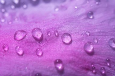 Şakayığın pembe mor taç yapraklarının üzerine bir damla su. Parlak, güzel, detaylı makro fotoğraf. Soyut çiçek yaz geçmişi. Boşluğu kopyala.