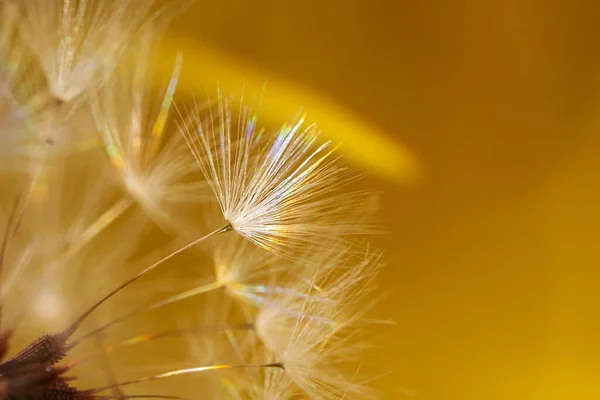 Paardenbloem Zaden Close Kopieerruimte Heldere Gele Toon Regenboogstraal Gedetailleerde Macro — Stockfoto